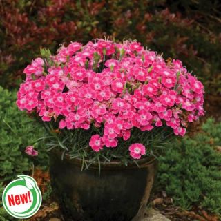 Lip Gloss Dianthus Thumbnail